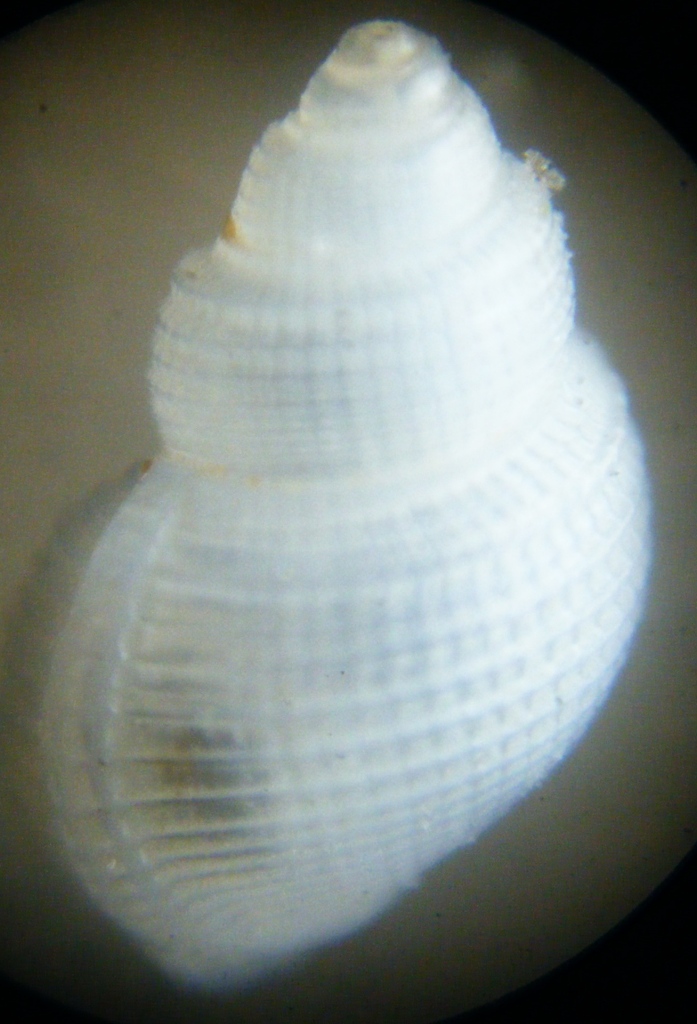 Gasteropode 5